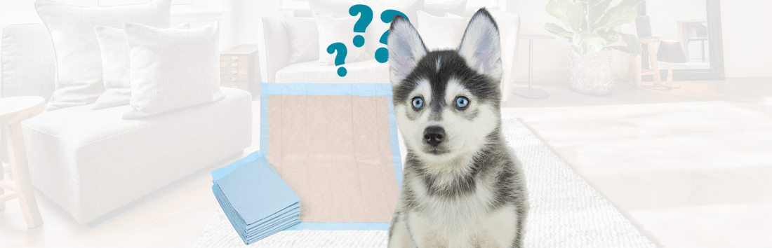 Hundewelpe mit blauem und braunem Auge vor Karton und Unterlagen, mit Fragezeichen darüber, in hellem Wohnraum im Hintergrund