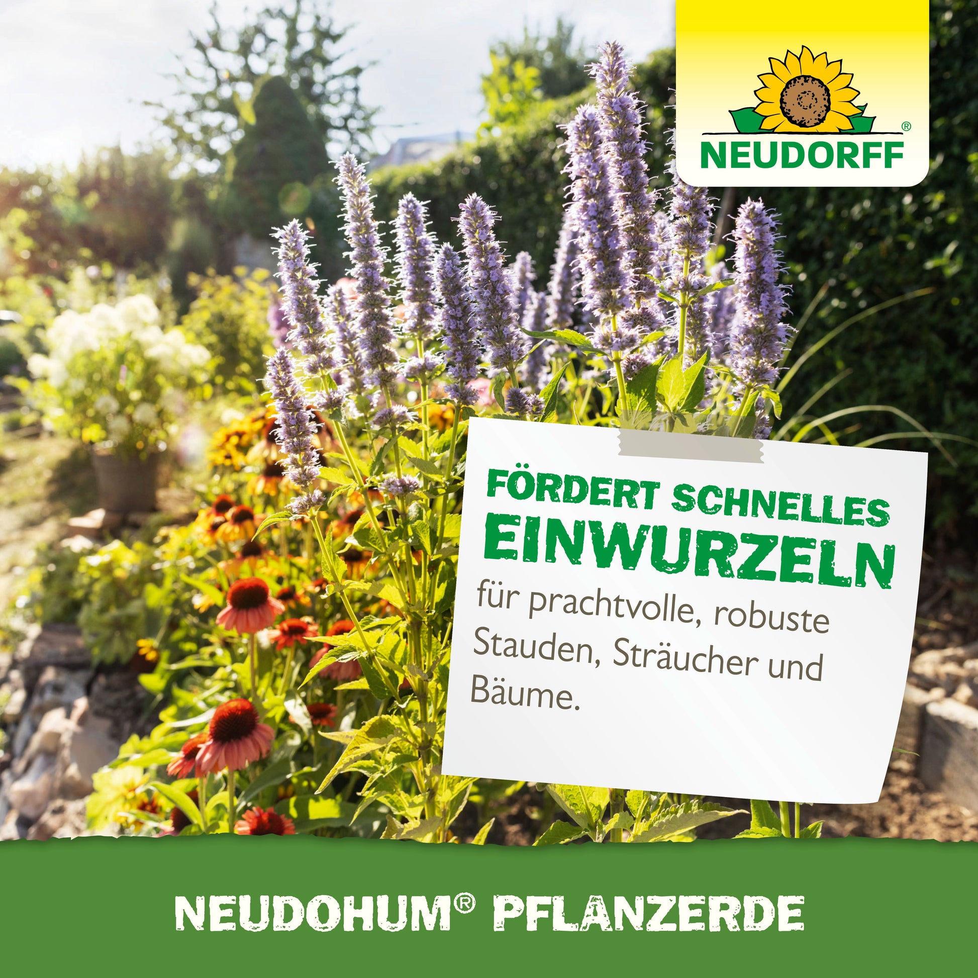 Ein sonnenbeschienenes Gartenbeet mit lila und roten Blumen. Davor steht ein Schild: "Fördert schnelles Einwurzeln für prächtige, robuste Stauden, Sträucher und Bäume - dank torffreier NeudoHum PflanzErde." Das Logo des Neudorff Shops befindet sich oben rechts.