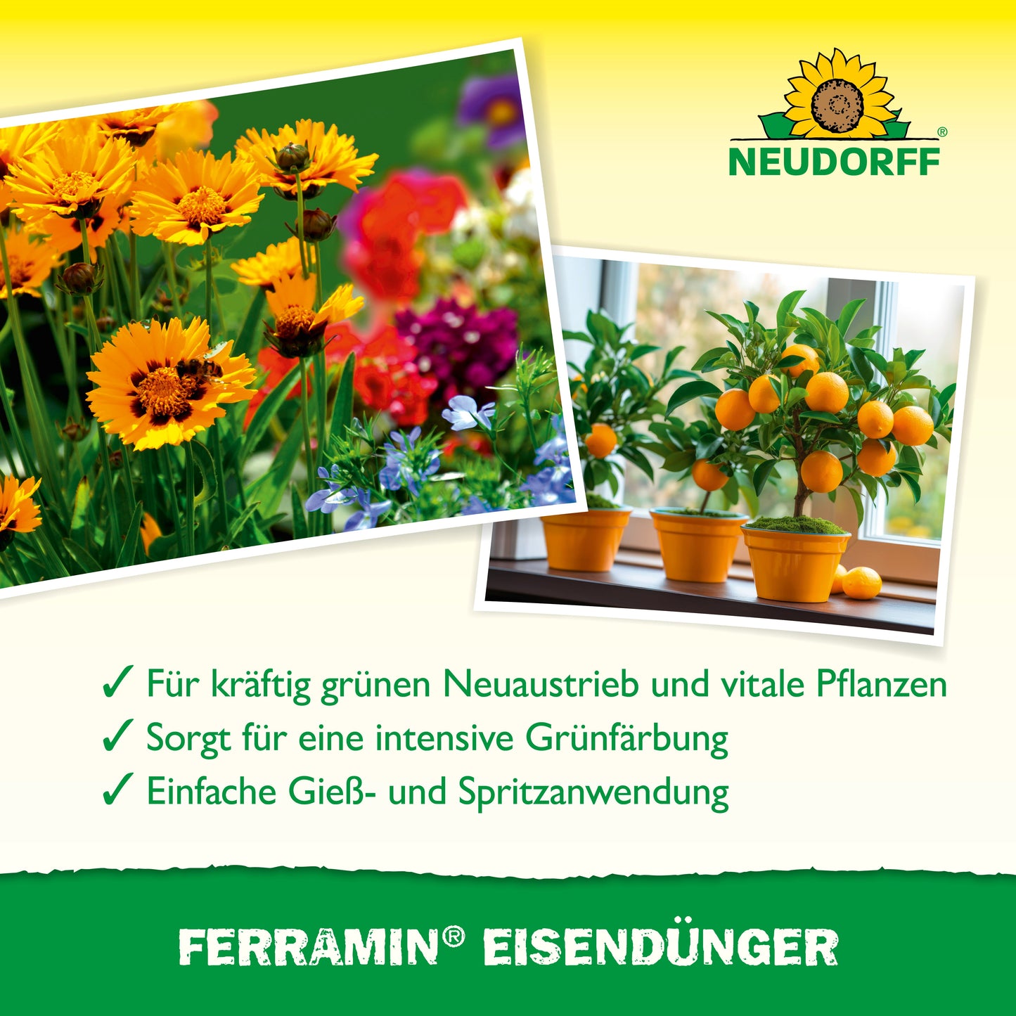 Eine Collage zeigt blühende gelbe und orangefarbene Blumen auf der linken Seite und getopfte Orangenbäume auf einer Fensterbank auf der rechten Seite, mit einem deutschen Text über die Vorteile von Ferramin Eisendünger und dem Logo des Neudorff Shops.